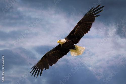 American eagle flying over dramatic sky with wide open wings.
