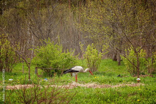 White stork Ciconia ciconia  photo