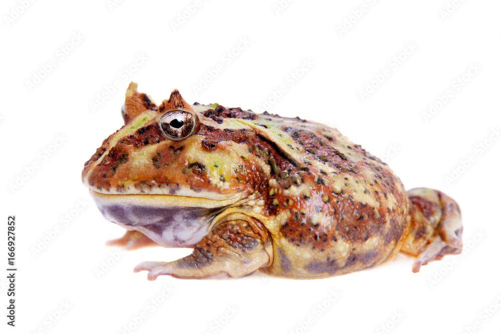 Cranwell's horned frog isolated on white Cranwell's horned frog isolated on white