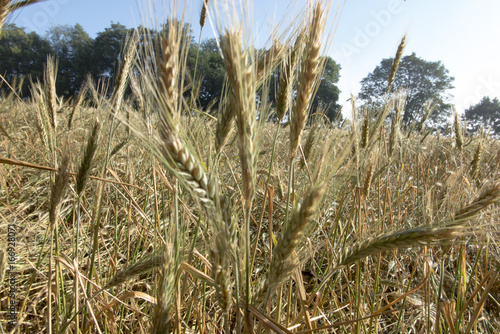 Almost ripe cereal ears on the field photo