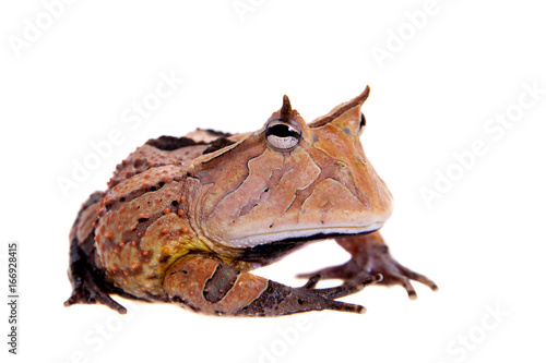 The Surinam horned frog isolated on white © Farinoza