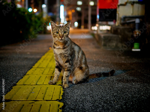 Canvas Print street cat at night
