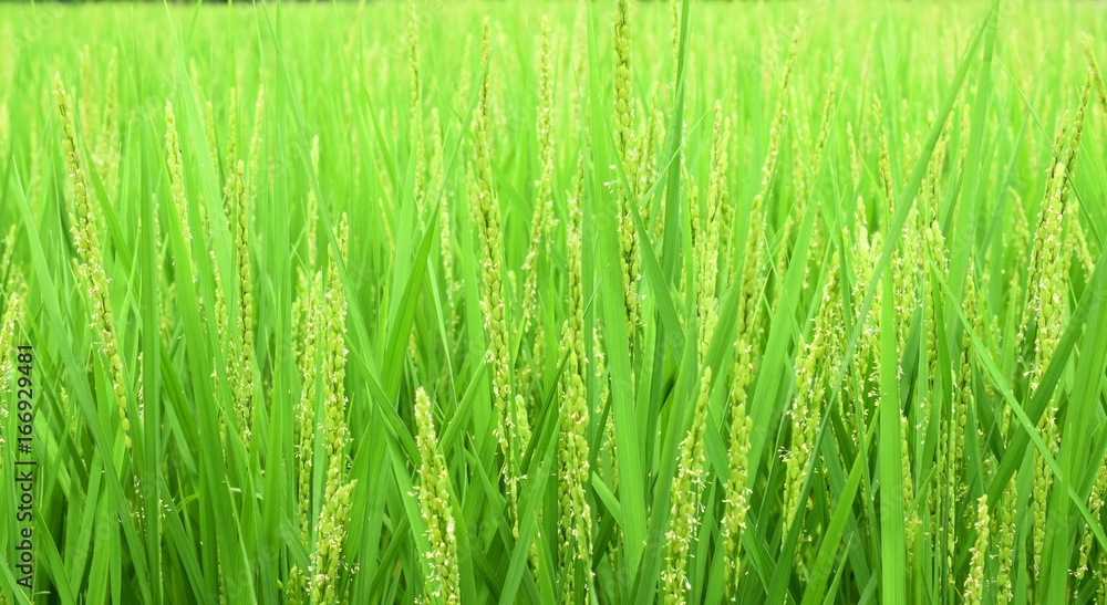 Naklejka premium 稲の花、稲穂の出穂