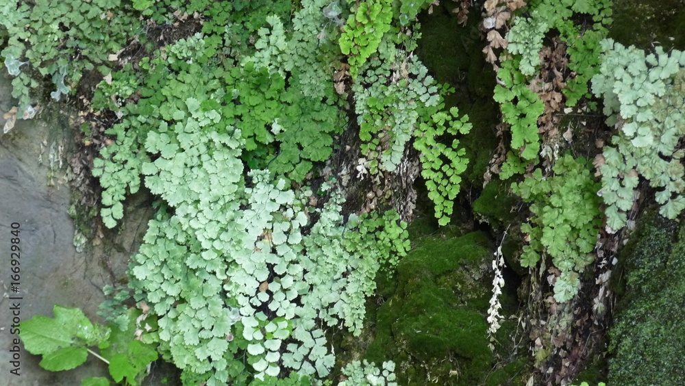 Vegetation Vegetation