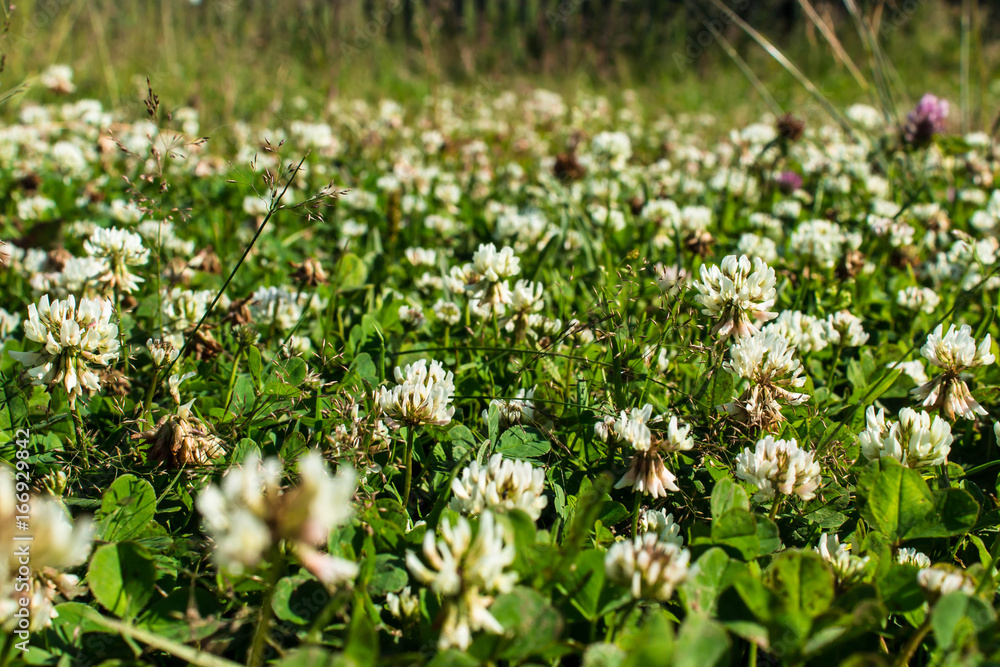 Fototapeta premium Glade with white clover