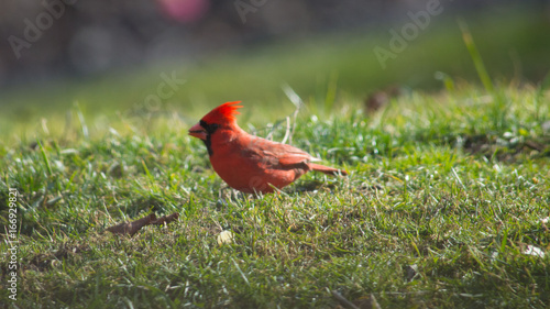 male cardinal bird on the grass