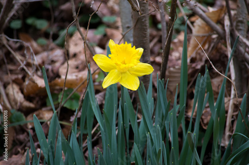 Daffodil on a spring day 