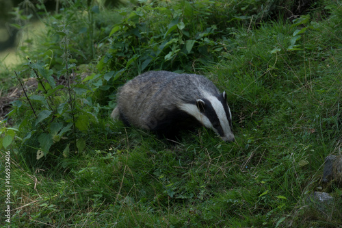 Badger