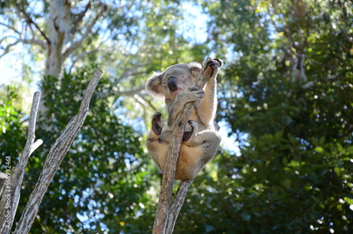 Photography Sleeping Koala