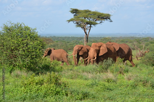 Elephant family Kenya