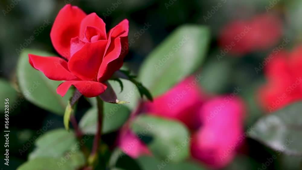 Red Rose with focus shift to the background as it moves in the wind Red Rose with focus shift to the background as it moves in the wind