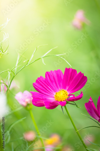 The background image of the colorful flowers