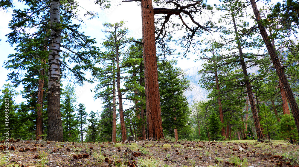 Fototapeta premium Forest