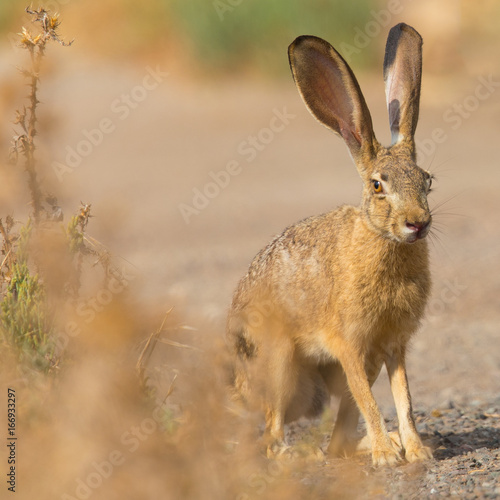 Black-tailed jackrabbit  seen in the wild near a north California marsh 