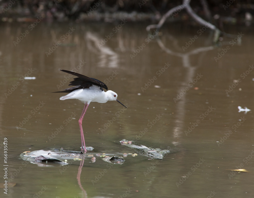 Obraz premium Black-winged Stilt. A common resident bird of Thailand taken from Bangpoo, Samutprakan. 
