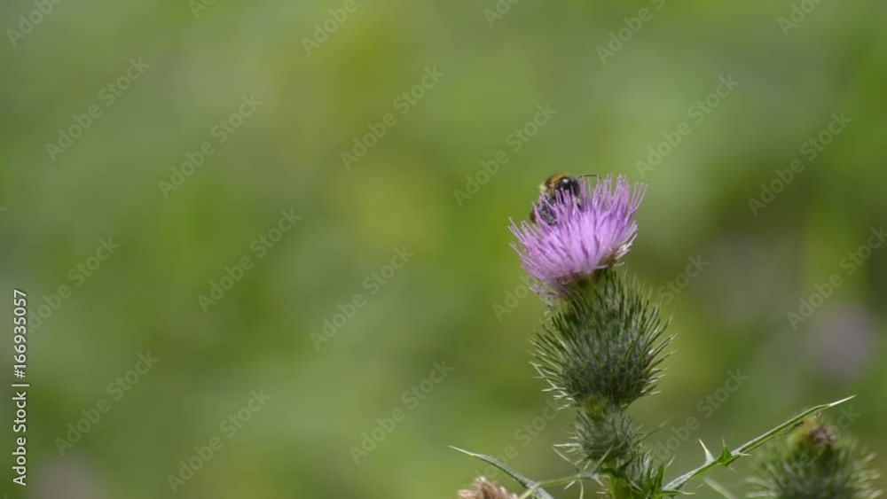 Bee collecting pollen on a thistle flower Bee collecting pollen on a thistle flower