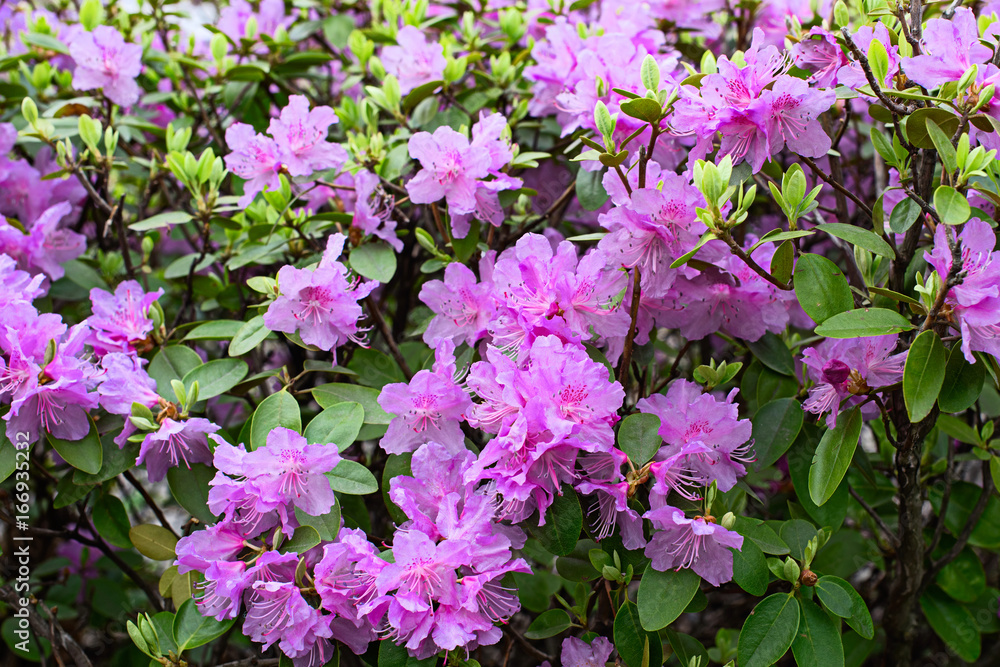 Background of a plant Rhododendron pink Background of a plant Rhododendron pink