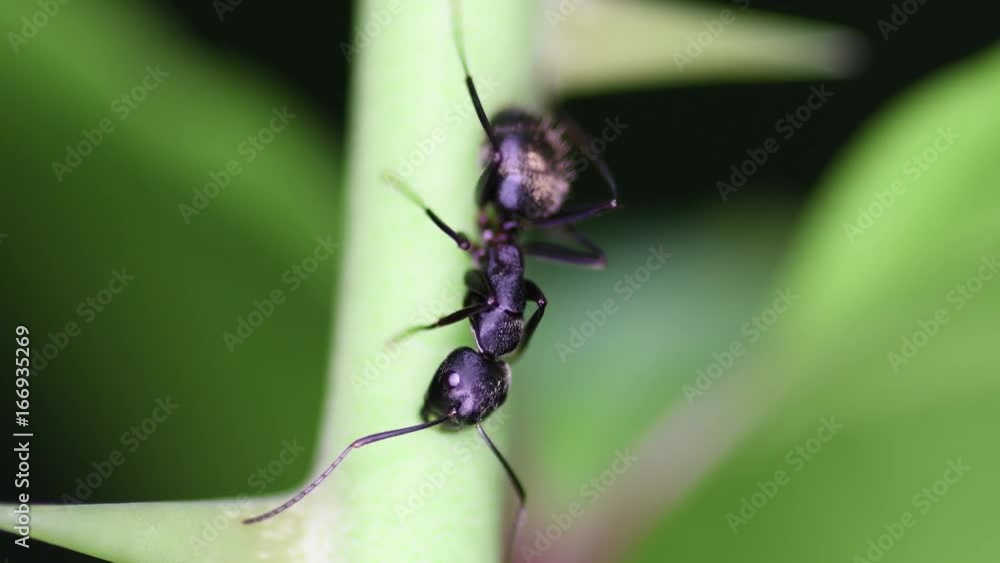Ant up close in 4k Ant up close in 4k