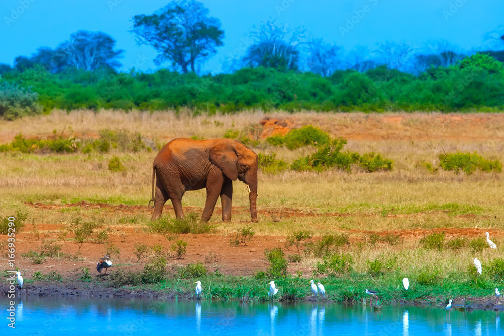 Elephant goes along the river. Elephant in the water. Africa. Safari in Africa. Elephant goes along the river. Elephant in the water. Africa. Safari in Africa.