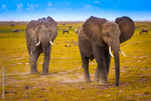 Two elephants. Africa. © Grispb