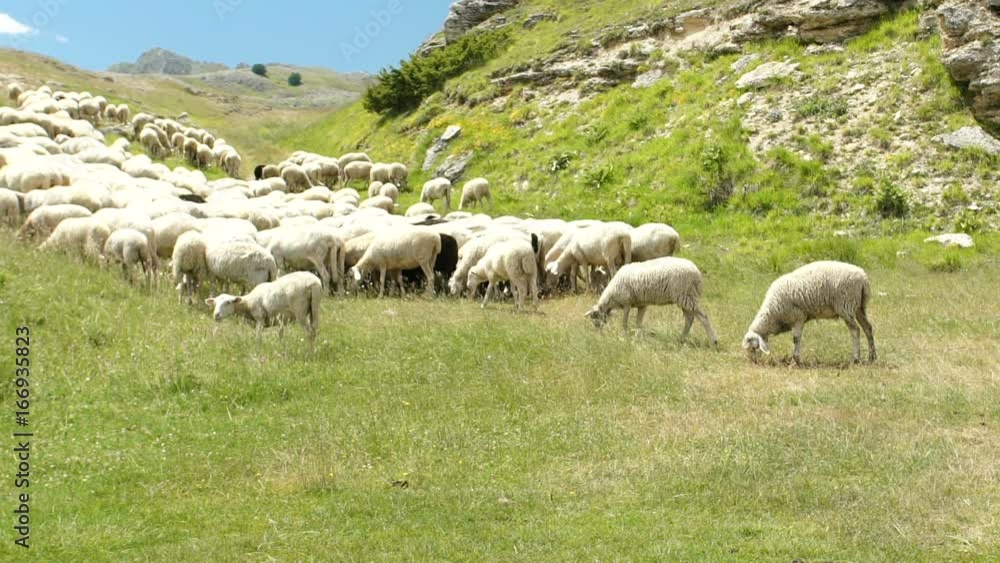 Flock of sheep on the meadow in mountains, slowmo HD Flock of sheep on the meadow in mountains, slowmo HD