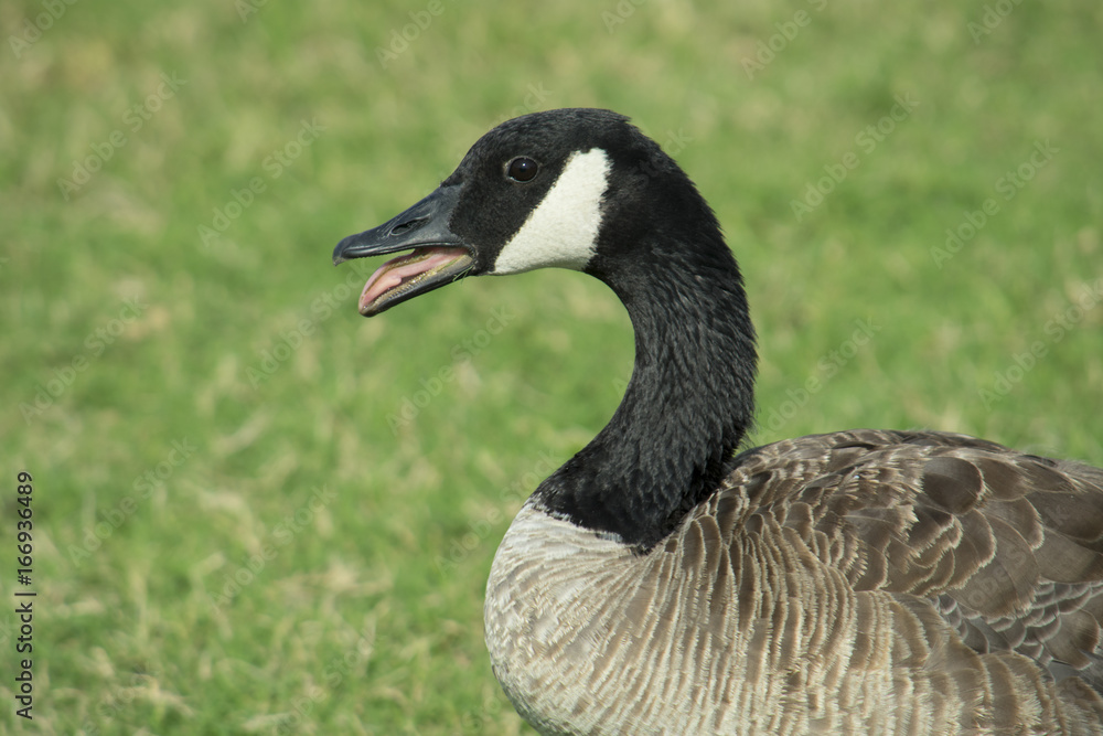 canadian honker head and neck canadian honker head and neck