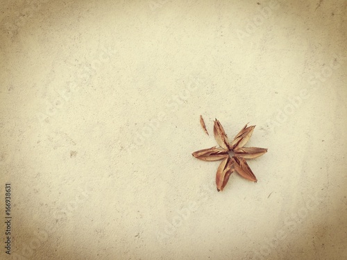Dried flower on cement background. Picture in sepia tone.