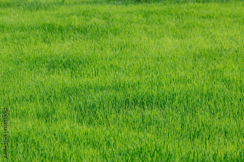 Farmer Thailand,farmers, rice in a field.