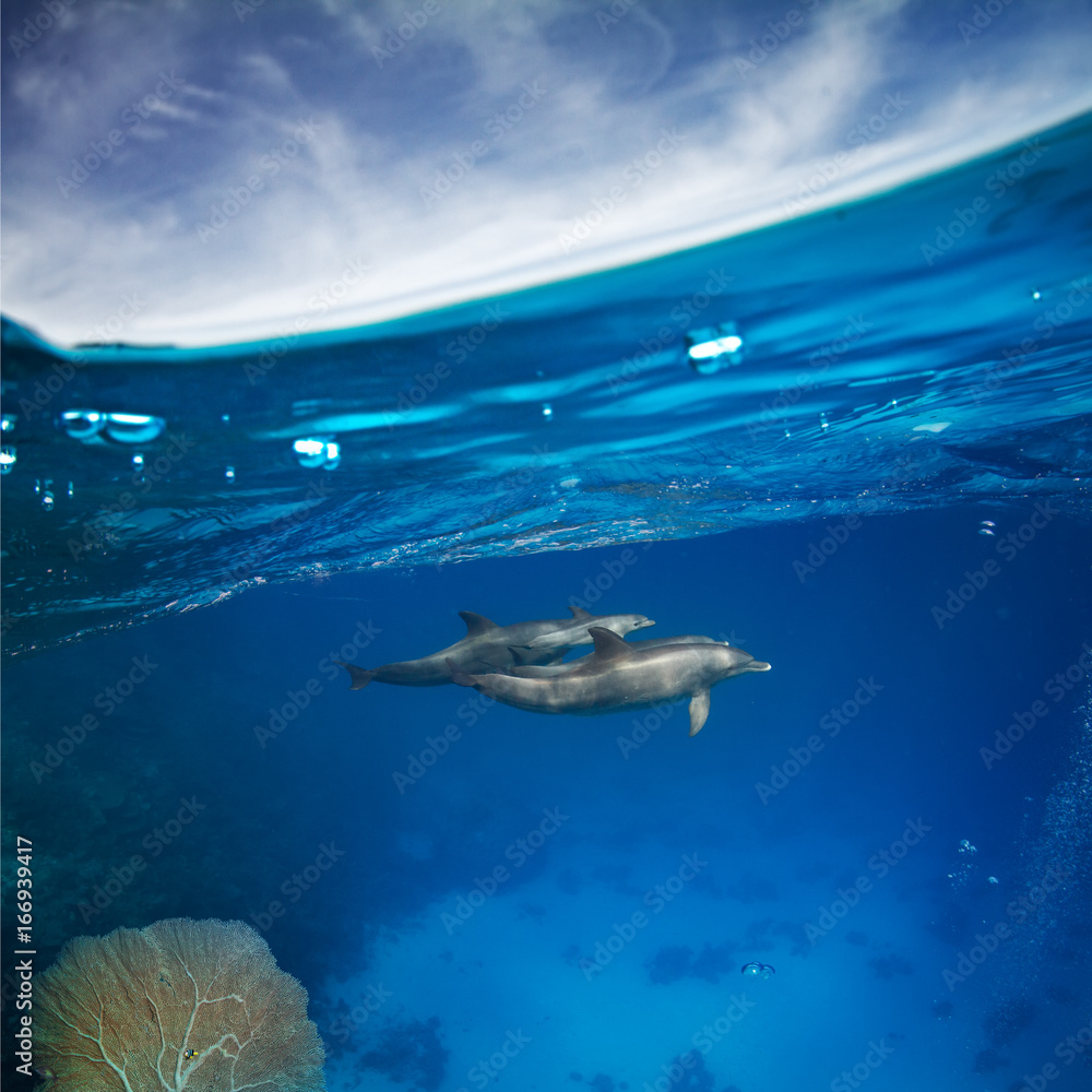 Underwater shot a family of four dolphins taking care of baby dolphin in  blue water of red sea. Marine animals wildlife backround Stock Photo |  Adobe Stock