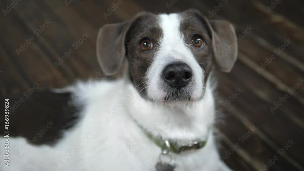 Funny Closeup of Cute Dog Waiting For Treat. HD, 1920x1080. Funny Closeup of Cute Dog Waiting For Treat. HD, 1920x1080.