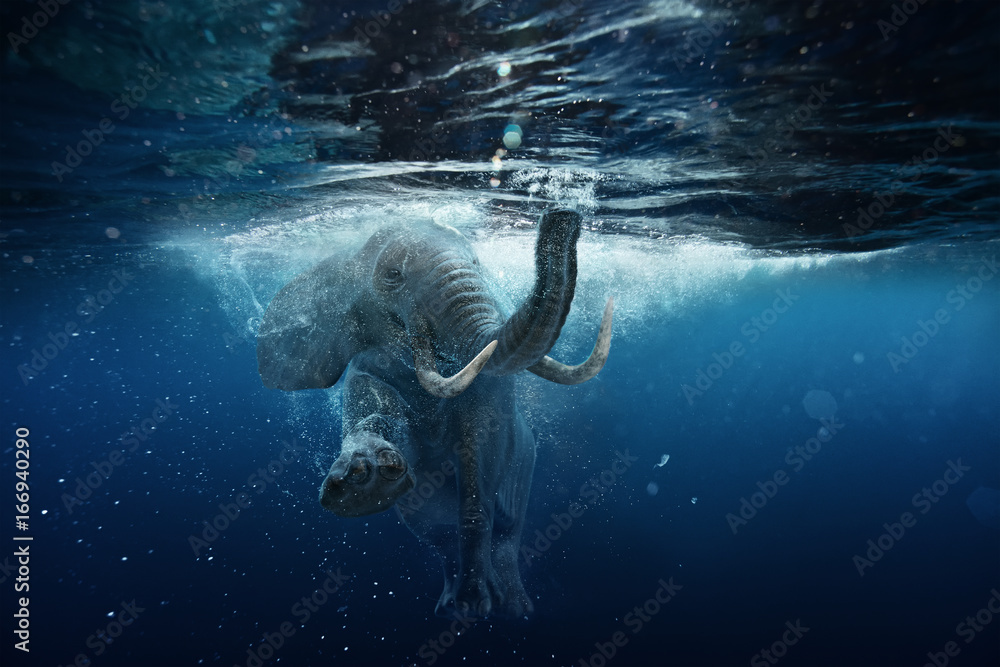 Fototapeta Pływanie pod słoń afrykański podwodne. Duży słoń w Oceanie z pęcherzyków powietrza i odbicia na powierzchni wody.
