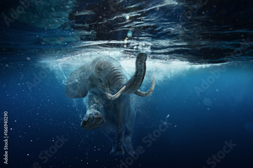 Swimming African Elephant Underwater. Big elephant in ocean with air bubbles and reflections on water surface.