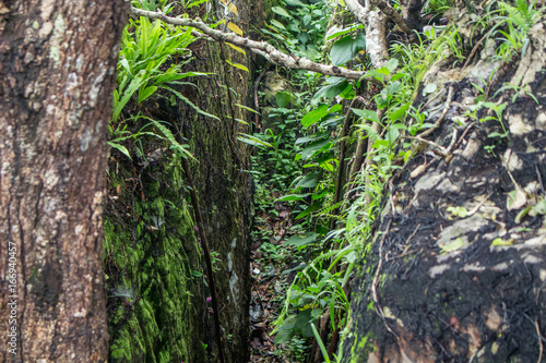 tropical forest high contrast and colorful