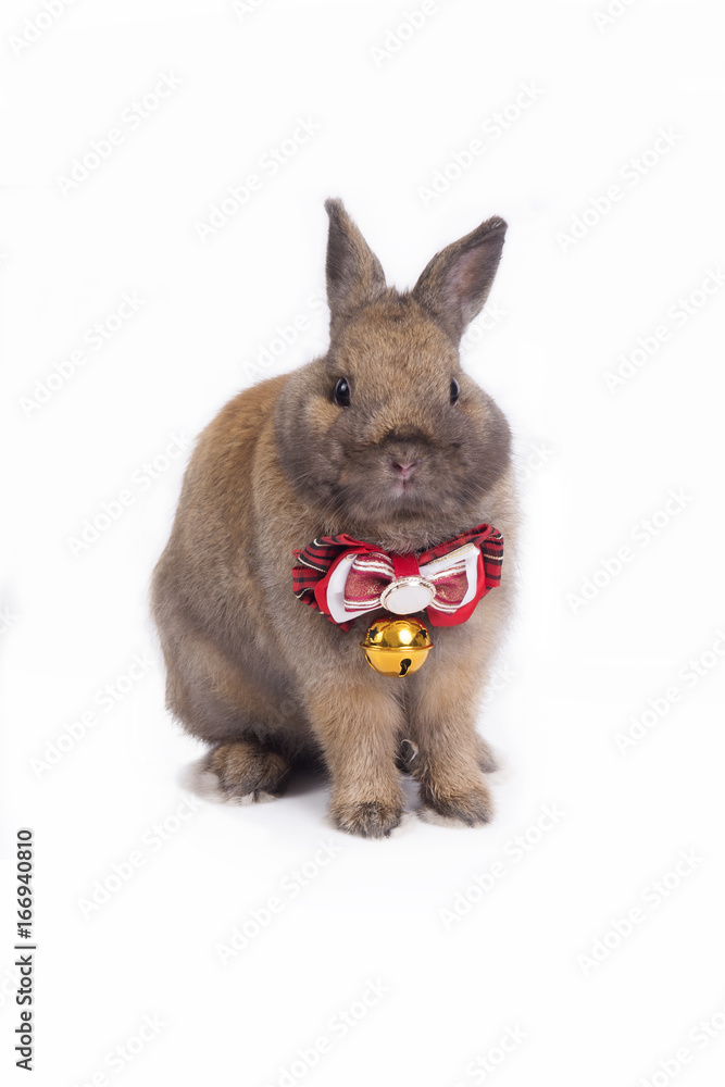 Brown netherland dwarf rabbit with red necktie.