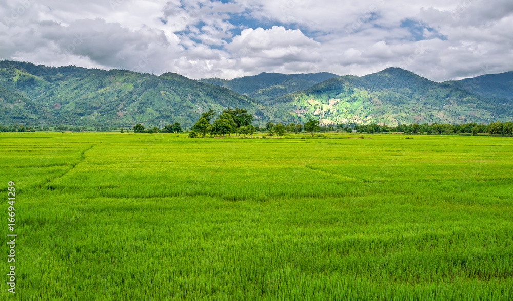 a green rice field with trees, a spot lit by sunlight against the background of mountains and sky, on the border of Vietnam and Cambodia