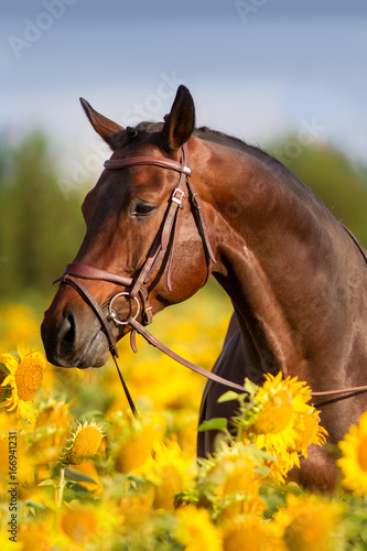 Bay horse in bridle in sunflowers