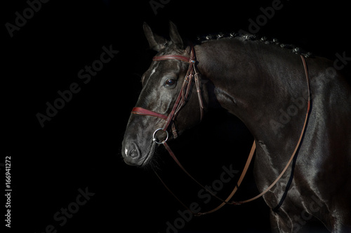 Black horse in bridle portrait on black background