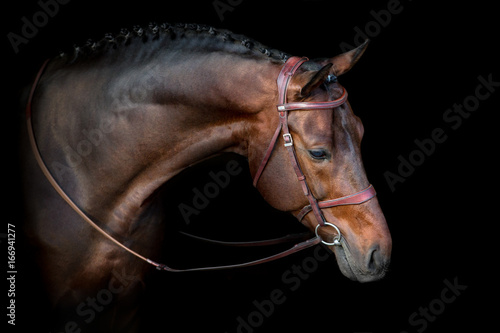 Bay horse in bridle portrait on black background photo