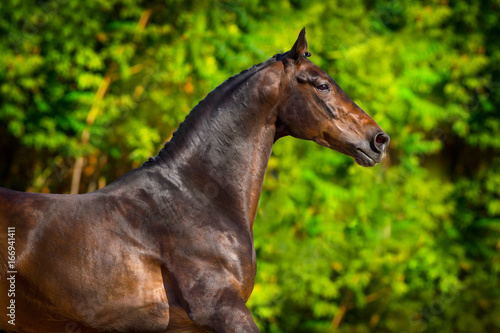Bay horse portrait outdoor against green trees