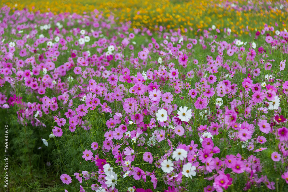 Cosmos flower (Cosmos Bipinnatus) in the garden Cosmos flower (Cosmos Bipinnatus) in the garden