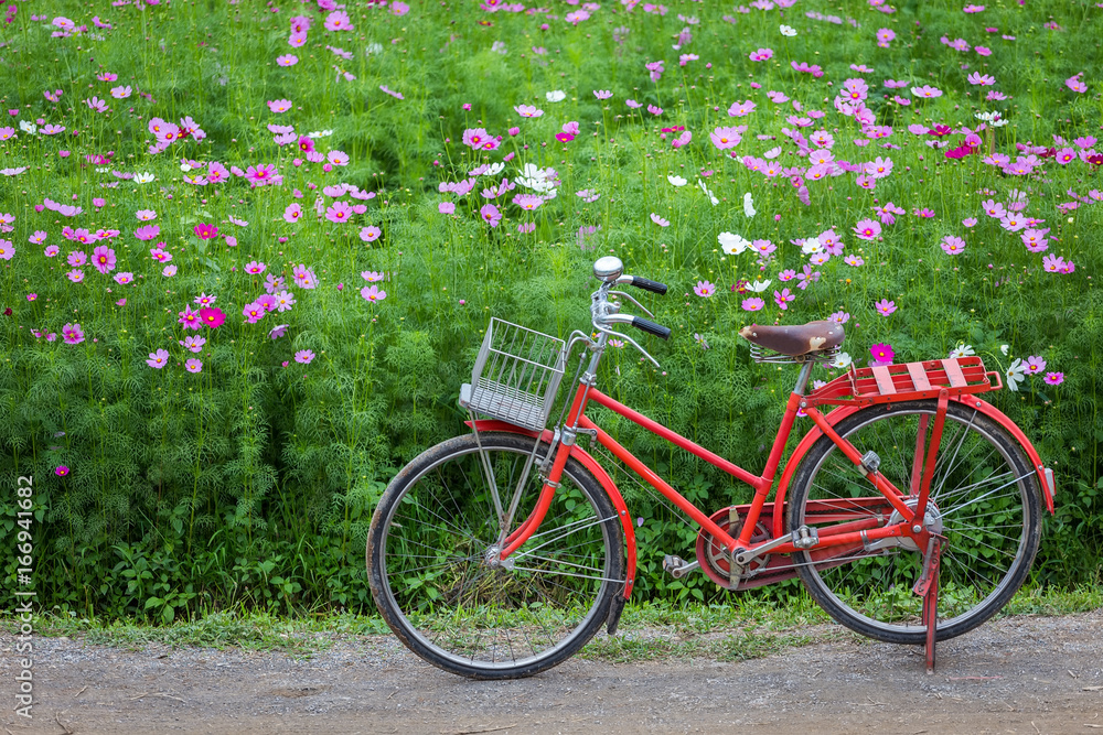 Old vintage red vintage bicycle parked at the flower garden.