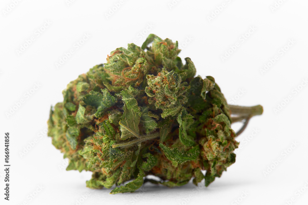 Close up of Gods Gift prescription medical marijuana flower bud Close up of Gods Gift prescription medical marijuana flower bud