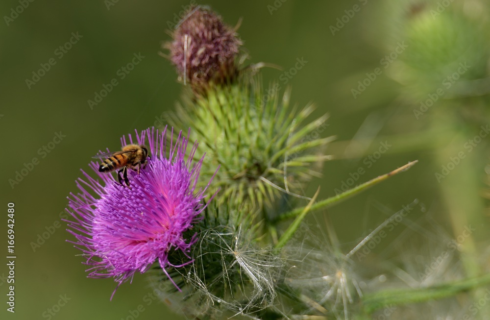 Bees flying overpurple wild flower on plain green background Bees flying overpurple wild flower on plain green background