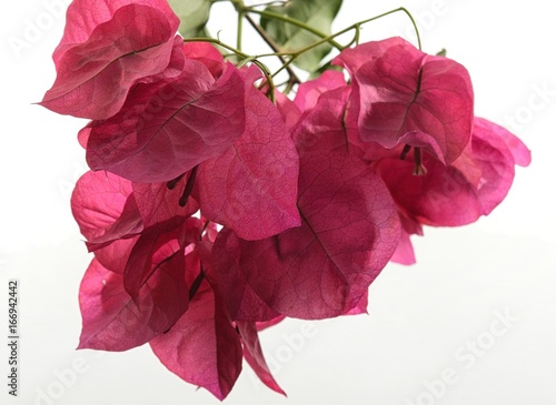 Closeup of red bougainvillea flowers over white background