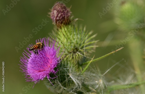 Bees flying overpurple wild flower on plain green background