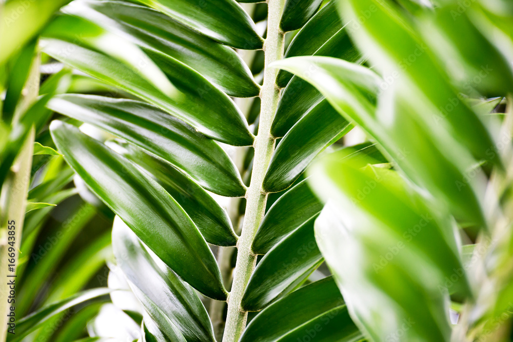 Tropical leaves background Tropical leaves background