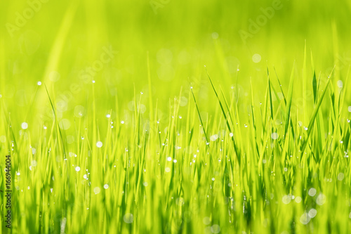 Abstract spring natural background of green rice farm close up with water drop bokeh in morning