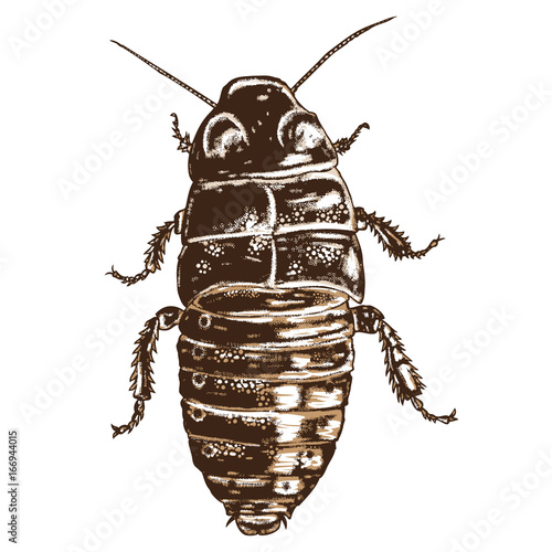 Color cockroach hand drawn. Isolated insect with wings on white background for Halloween. Vector.