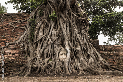 Buddha head embedded in a Banyan tree 