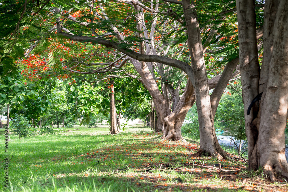 Spring meadow with big tree with fresh green leaves Spring meadow with big tree with fresh green leaves